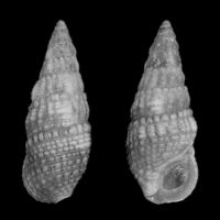 Cerithium lividulum 